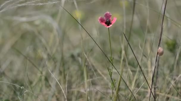 Jonge papaver in wind — Stockvideo