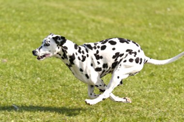köpek yarışı