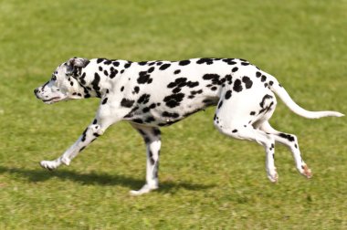 köpek yarışı