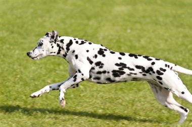 köpek yarışı
