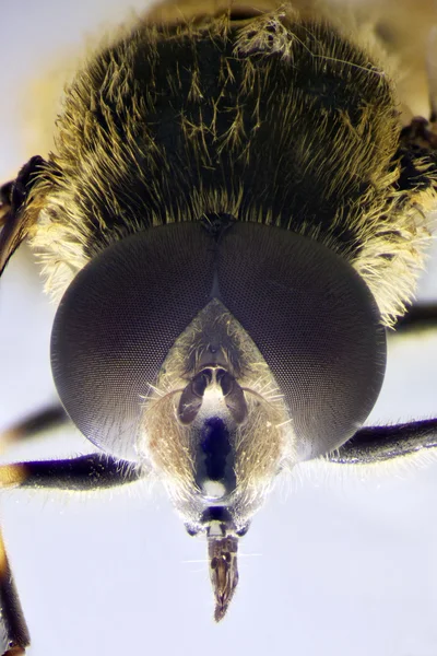 Mikro bir hoverfly fotoğrafı — Stok fotoğraf