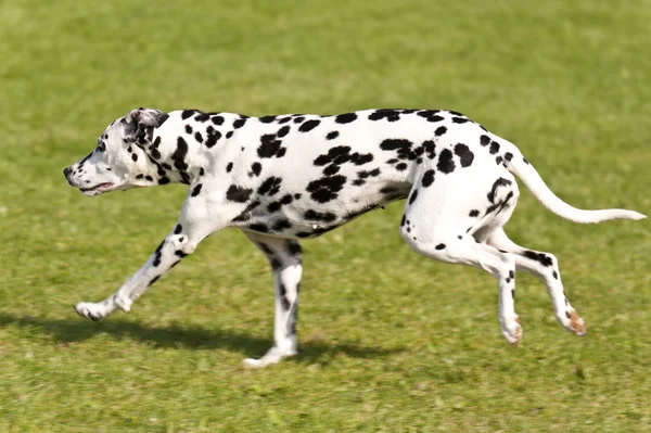 Köpek yarışı — Stok fotoğraf