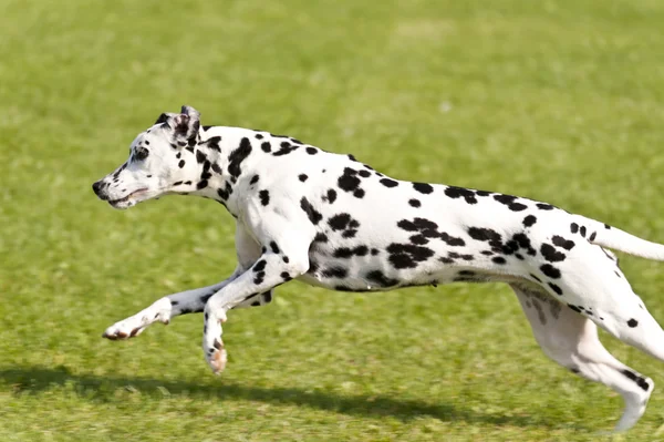 Köpek yarışı — Stok fotoğraf