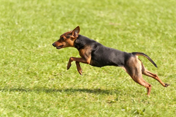 Hund race — Stockfoto