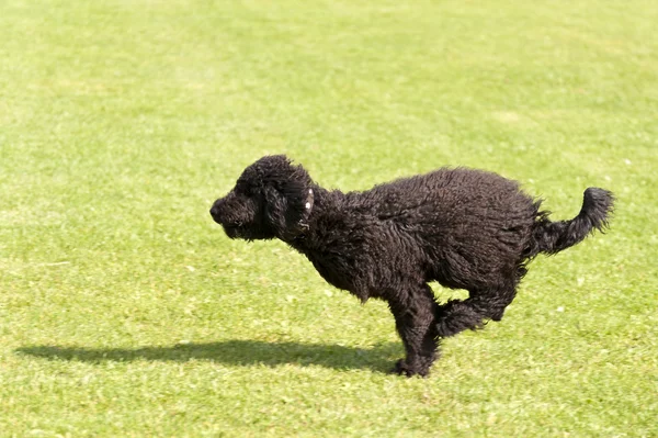 Dog Race — Stock Photo, Image
