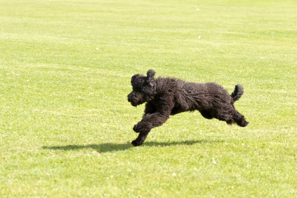 犬レース — ストック写真