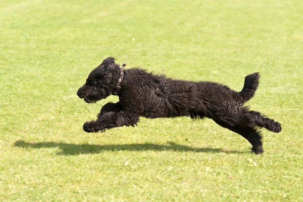 Corrida de cães — Fotografia de Stock