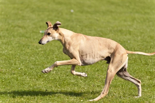 köpek yarışı