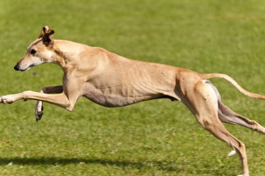 köpek yarışı
