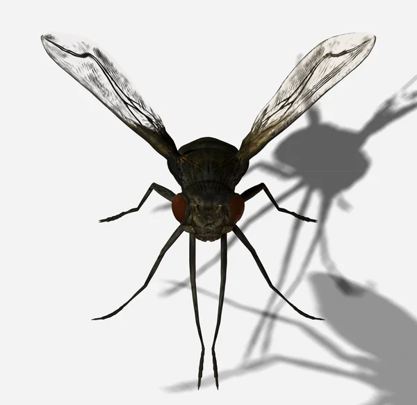 Representación de mosca —  Fotos de Stock