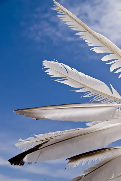 Plumas — Foto de Stock