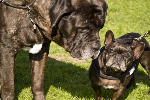 Los Bulldogs s und xxl — Foto de Stock