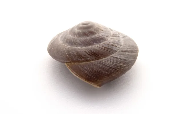 Snail Shell — Stock Photo, Image