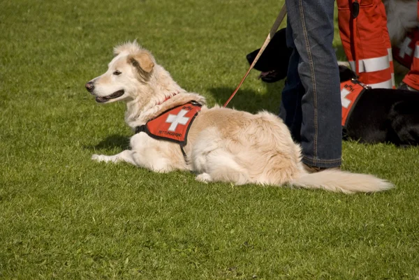救助犬 — ストック写真