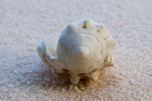 Seashell — Stock Photo, Image