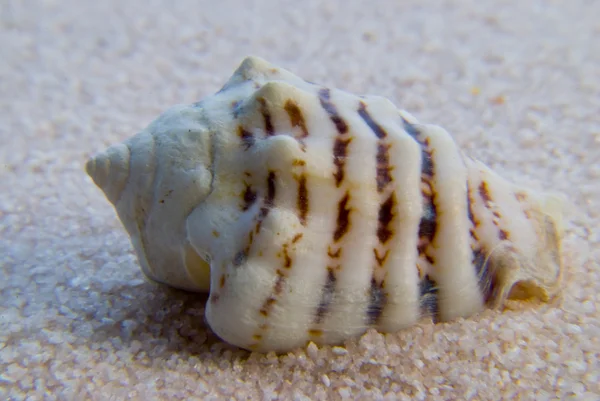 Seashell — Stock Photo, Image