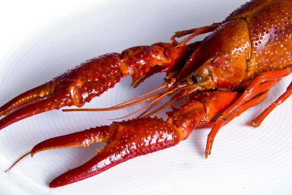 Crayfish — Stock Photo, Image