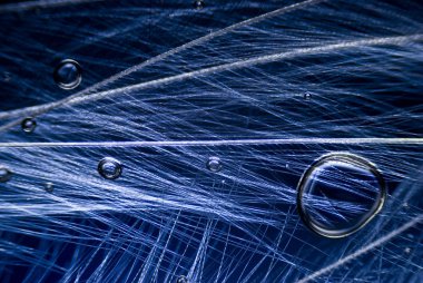 microphoto kuş tüyü