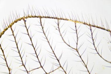 bir sivrisinek kanat