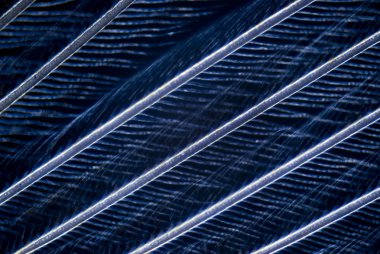 microphoto kuş tüyü