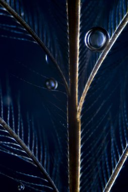 microphoto kuş tüyü