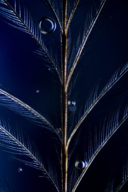 microphoto kuş tüyü