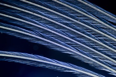 microphoto kuş tüyü