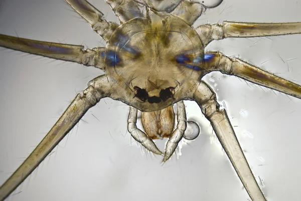 Microphoto of a Spider — Stock Photo, Image