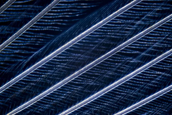 microphoto kuş tüyü