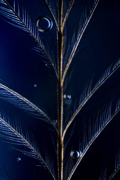 microphoto kuş tüyü