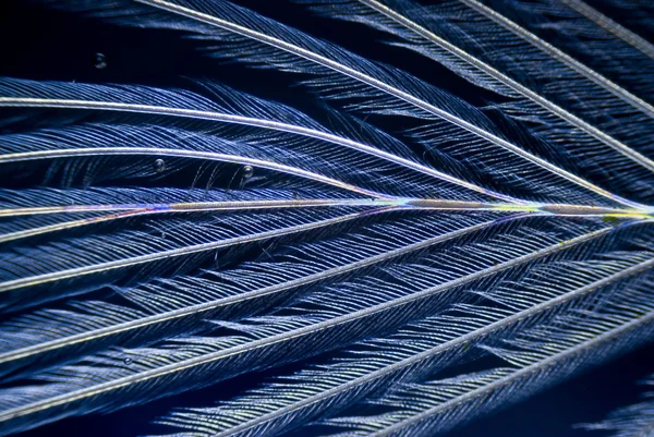 microphoto kuş tüyü