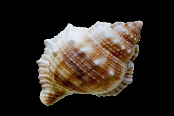 Snail Shell — Stock Photo, Image