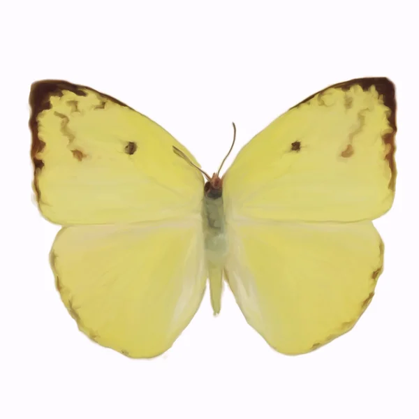 Digital Painting of a Butterfly — Stock Photo, Image