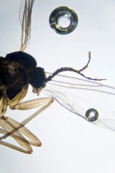 Microfoto: Detalhe de uma mosca — Fotografia de Stock