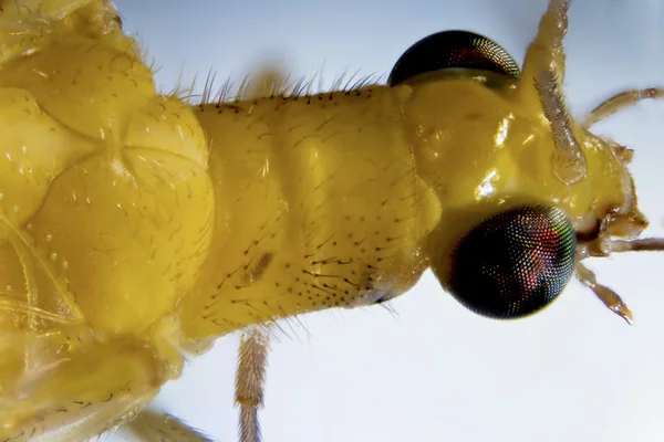 Yeşil lacewing — Stok fotoğraf