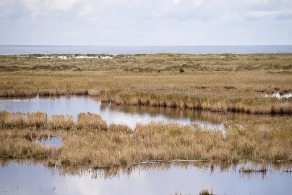 Küste von Darß, Deutschland — Stockfoto