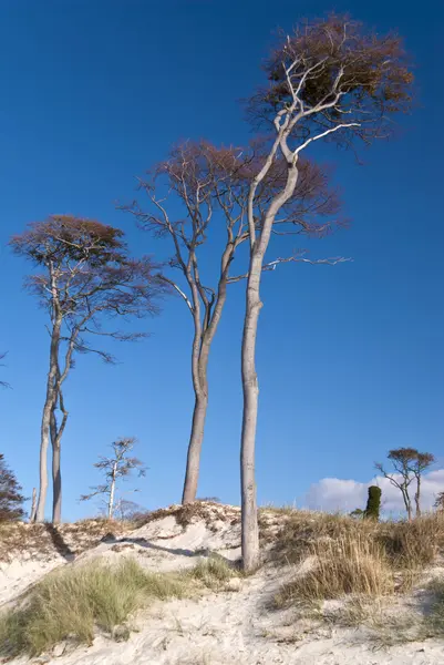 Plaj darss, Almanya — Stok fotoğraf