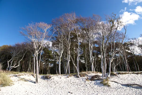 Playa de darss, Alemania — Foto de Stock