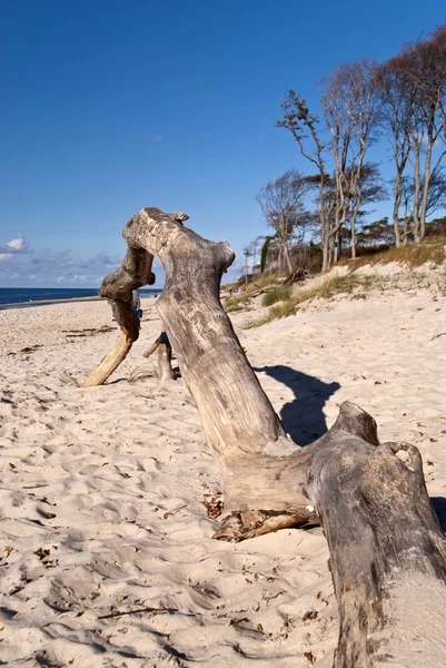 Пляж Дарсс, Германия — стоковое фото