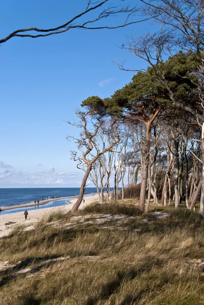 Strand van Darß, Duitsland — Stockfoto