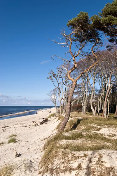 达尔斯半岛，德国的海滩 — 图库照片