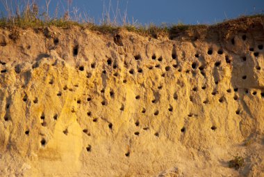 ahrenshoop kıyıları