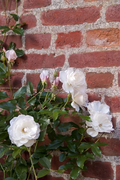 Weiße Rosen mit Mauerwerk — Stockfoto