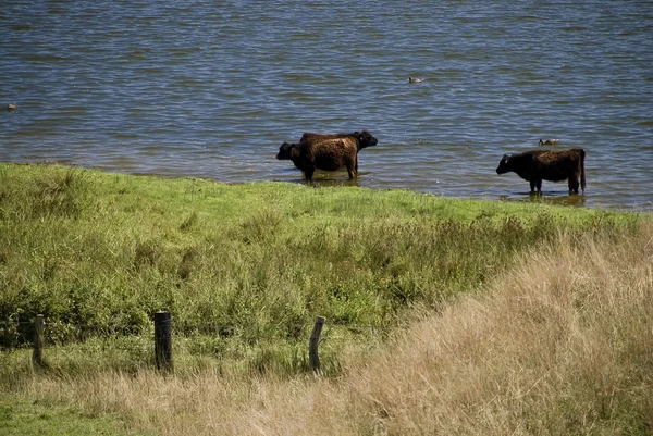 Galloways — стокове фото