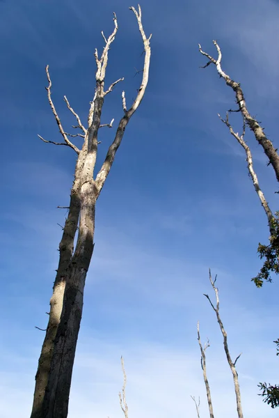 Skog av darss — Stockfoto