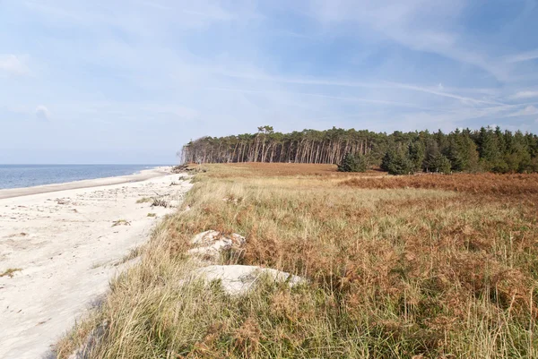 Spiaggia di Darss - Weststrand — Foto Stock