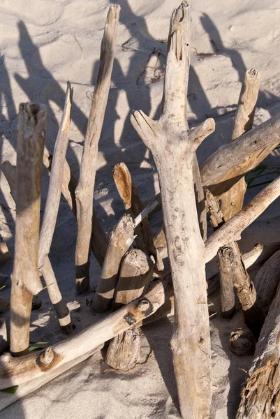 Beach of Darss - Weststrand — Stock Photo, Image