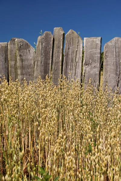 Trästaket — Stockfoto