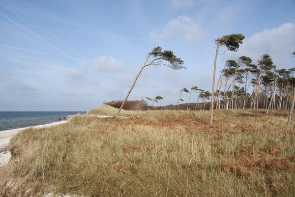 Пляж Darss - Weststrand — стокове фото