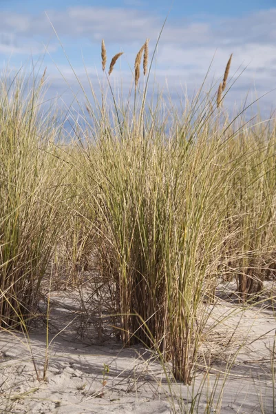 Baltische kust — Stockfoto